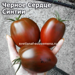 Черное Сердце Синтии
