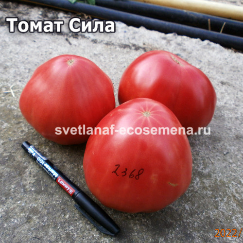 Della Sila (Томат Сила)