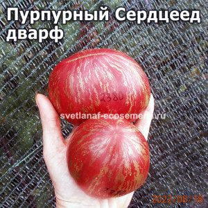 Пурпурный Сердцеед дварф