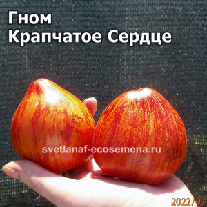 Крапчатое Сердце дварф