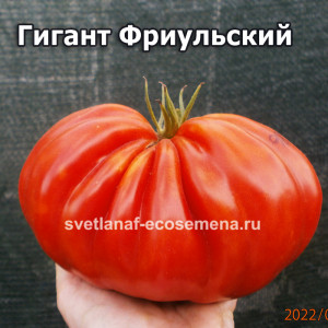 Giante Friulano (Джанте Фриулано, Фриульский Гигант)