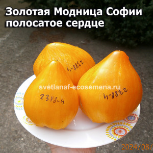 Золотая Модница Софии полосатое сердце