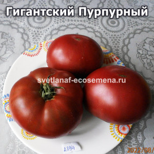 Jumbo Purple (Гигантский Пурпурный)