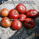 Свечение Юпитера