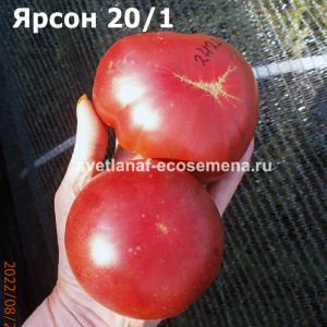 Jarson 20/1 (Ярсон 20/1)