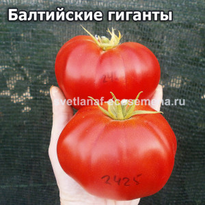 Uriasa De Baltatesti (Балтийские гиганты, Гигант из Балтатешти)