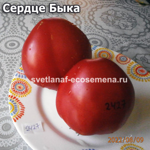Coracão de Boi (Сердце Быка)
