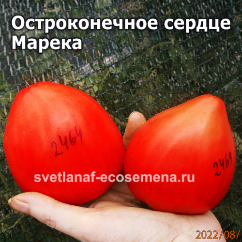 Marek’s Pointy Heart (Остроконечное сердце Марека)