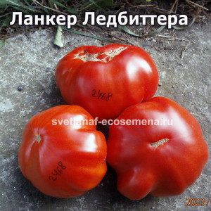 Ланкер Ледбиттера (Leadbeatter’s Lunker)