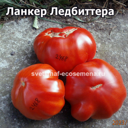 Ланкер Ледбиттера (Leadbeatter’s Lunker)