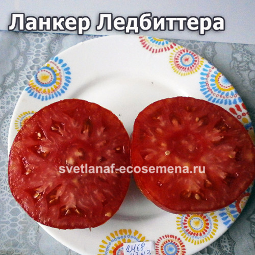 Ланкер Ледбиттера (Leadbeatter’s Lunker)