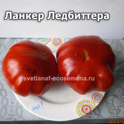 Ланкер Ледбиттера (Leadbeatter’s Lunker)