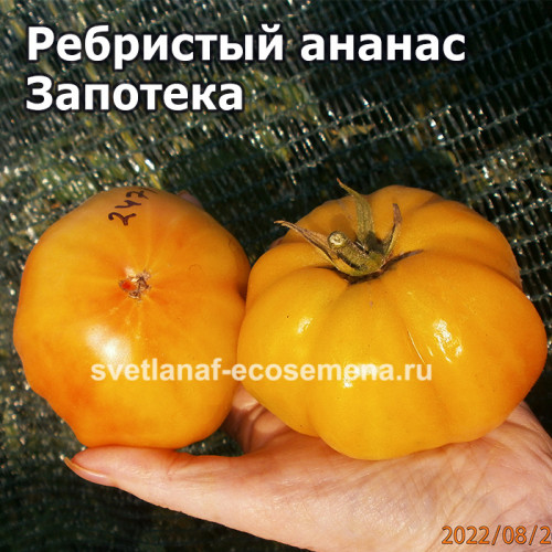 Zapotec Ananas Ribbed (Ребристый ананас Запотека)