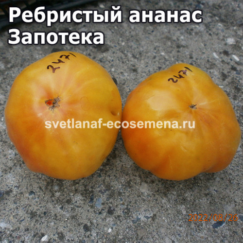 Zapotec Ananas Ribbed (Ребристый ананас Запотека)