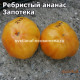 Zapotec Ananas Ribbed (Ребристый ананас Запотека)