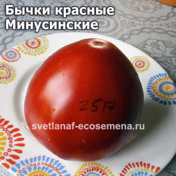 Бычки красные Минусинские