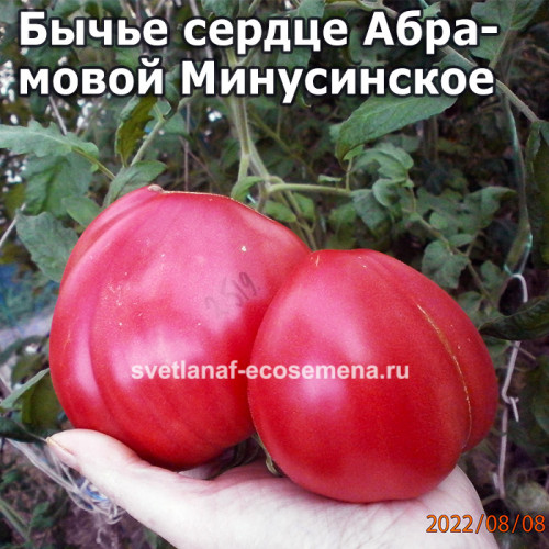 Бычье сердце Абрамовой Минусинское