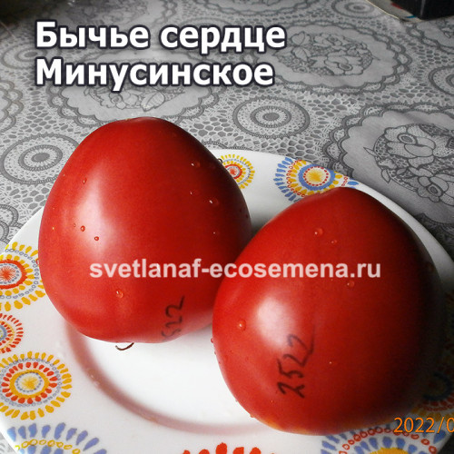 Бычье сердце Минусинское от Щербининой