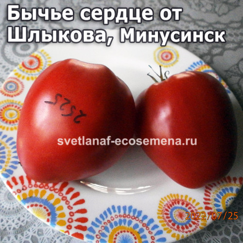 Бычье сердце Шлыкова Минусинское