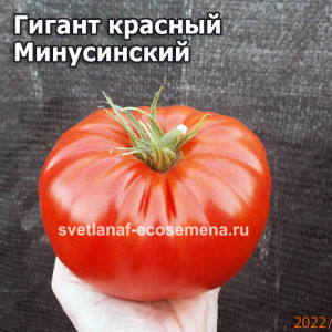Гигант красный Минусинский