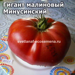 Гигант малиновый Минусинский