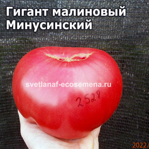 Гигант малиновый Минусинский