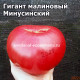 Гигант малиновый Минусинский