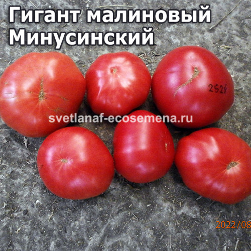 Гигант малиновый Минусинский