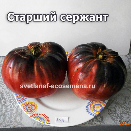 Старший сержант