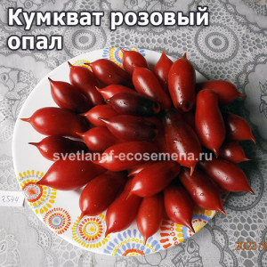 Кумкват розовый опал