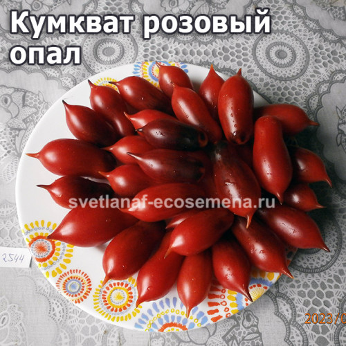 Кумкват розовый опал