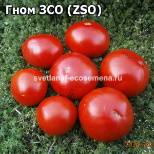 Гном ЗСО (dwarf ZSO)