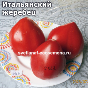 Italian stalione (Итальянский жеребец)