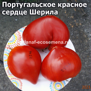 Португальское красное сердце Шерила (Sheryl’s Portuesse Red Heart)