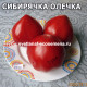 Сибирячка Олечка