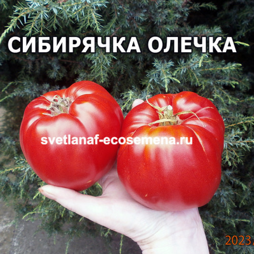 Сибирячка Олечка