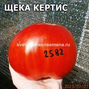 Щека Кертис (Curtis Cheek)