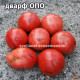 Гном ОПО (dwarf OPO)