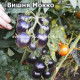 Dwarf Mocha’s Cherry (Вишня Мокко)