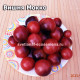 Dwarf Mocha’s Cherry (Вишня Мокко)