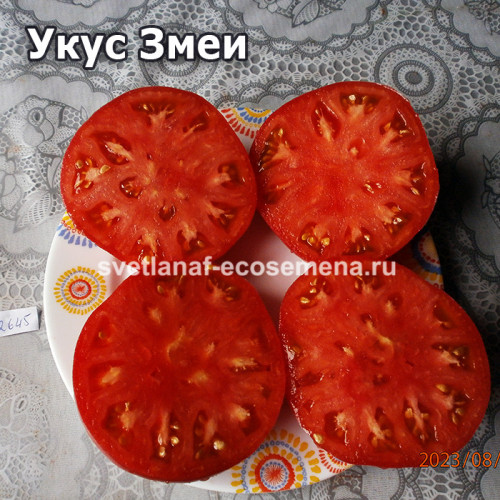 Dwarf Snakebite (Укус Змеи)