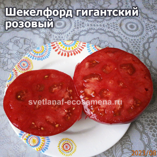 Шекелфорд Гигантский Розовый (Shackelford Giant Pink)