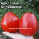 Бриллиант Оппедисано (Diamante Oppedisano)