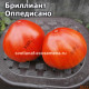 Бриллиант Оппедисано (Diamante Oppedisano)