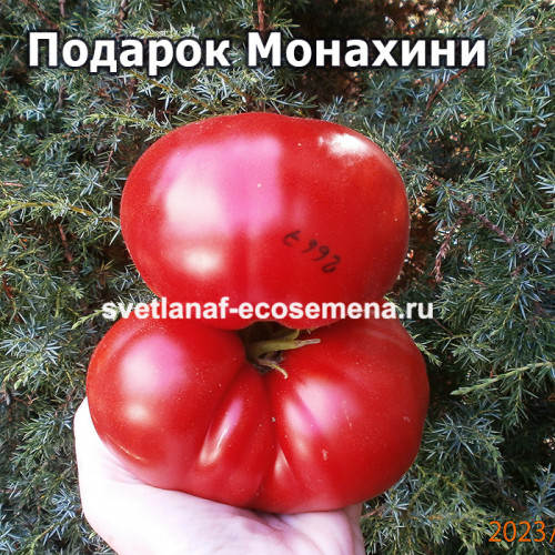 Подарок Mонахини