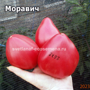 Моравич (Moravich)