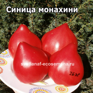 Синица монахини (Teta de Monja)