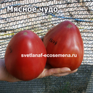 Мясное чудо (Fleish Wunder)