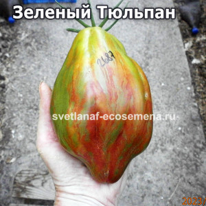 Зеленый Тюльпан