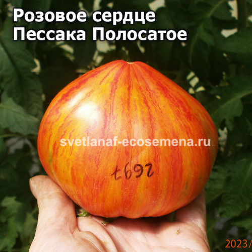Coeur Rose de Pessac Strie (Розовое сердце Пессака Полосатое)